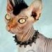 chat punk